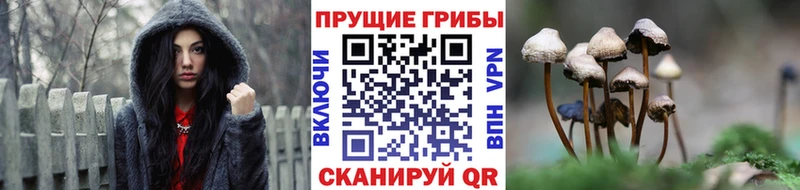 Псилоцибиновые грибы Psilocybe  Купить закладки  Батайск 